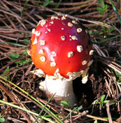 amanita mushroom in Jughandle State Park near Caspar, California: photo by Sienna