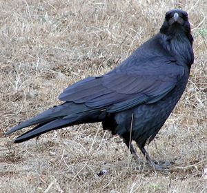 raven 2 (octubre): photo by Sienna M Potts, Mendocino Headlands, 7 October 2004