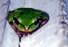door frog 2 -- photo by Sienna, 28 August 2004