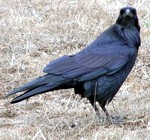 raven 2 (Mendocino Headlands): photo by Sienna M Potts, 7 October 2004