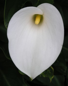 flower 3: one of my elegant calla lilies at Twin Maple Lane, Corvallis -- May 2004: photo by Sienna