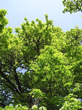 green #13: looking up through the branches on the Willamette River path in Corvallis, Oregon -- photo by Sienna