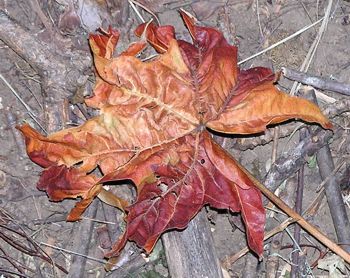 leaf 9 -- photo by Sienna