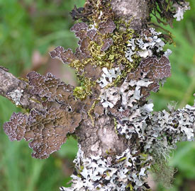 lichen along the riverwalk path in Corvallis, Oregon