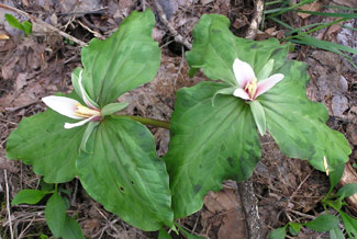 trilliums on the river walk in Corvallis, Oregon -- photo by Sienna