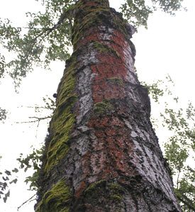 trunk 24: the view up -- Corvallis River Walk, April 2004: photo by Sienna