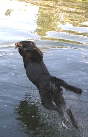 entrance 6: Pippin leaps for the stick as it lands in the Willamette River -- 7 July 2004: photo by Sienna
