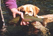 my pup Iverson sniffing at a rainbow trout on the Skagit River in British Columbia -- photo by Sienna