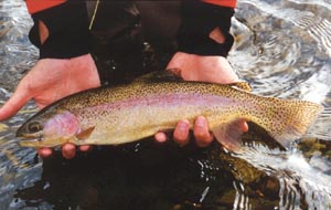 rainbow trout caught by Bob on the Bitterroot River in Montana