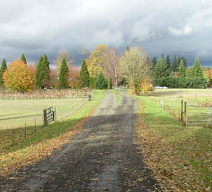 Twin Maple Lane, toward the highway: photo by Sienna